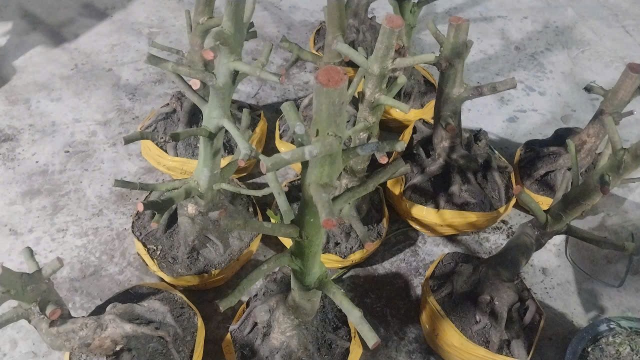 mai-vang-phat-hieu-anh1