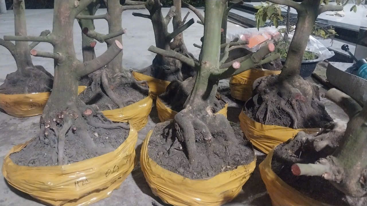 phoi-mai-vang-phat-hieu-anh2